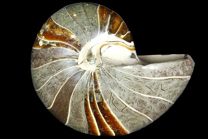 Polished Fossil Nautilus - Madagascar #113502